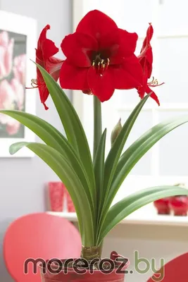 Гиппеаструм (Hippeastrum). Купить в Киеве. Доставка по Украине. Флора Лайф,  интернет-магазин растений