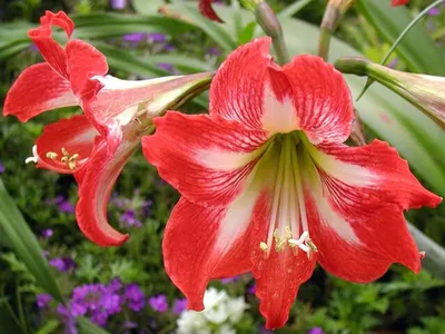 Коллекции растений ЦСБС СО РАН - Hippeastrum elegans (Spreng.) H.E.Moore  cv.Papillio – Гиппеаструм изящный cv.Papillio