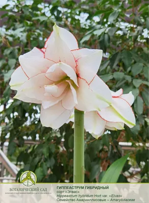 Гиппеаструм полосатый (Hippeastrum vittatum) - PictureThis