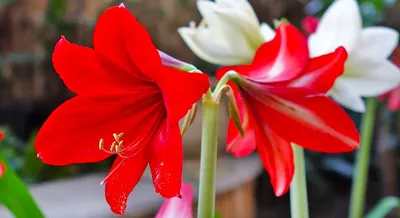 Гиппеаструм (Hippeastrum) является представителем семейства Амариллисовые.  Данный род объединяет примерно 90 видов. В состав названия… | Instagram