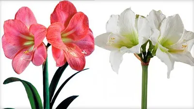 Гиппеаструм (Hippeastrum). Купить в Киеве. Доставка по Украине. Флора Лайф,  интернет-магазин растений