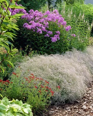 Многолетняя гипсофила, роза Bataclan, Вероника | Small flower gardens, Rose  garden landscape, Beautiful gardens