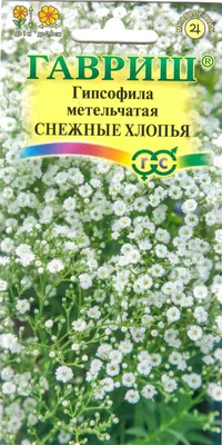 Гипсофила: как вырастить белое облако у себя в саду | Росток🌷: заметки  садовода | Дзен