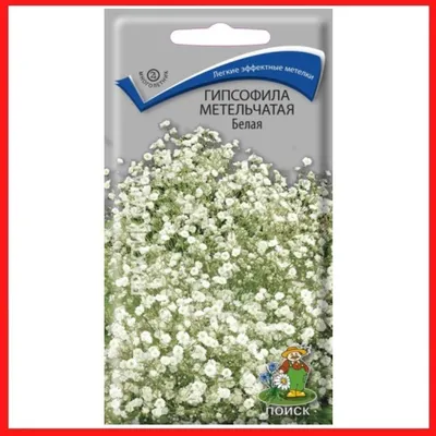 Коллекционный объект БСИ ДВО РАН: Gypsophila elegans (Качим изящный или  гипсофила изящная)(Сорт:Pink)