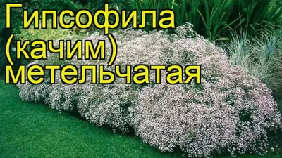 Гипсофила ползучая (Gypsophila repens) - Гипсофила ползучая - Гипсофила -  Многолетние цветы - Библиотека - LESKOVO-PITOMNIK.ru