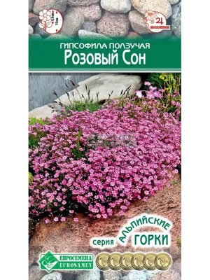 Саженцы Гипсофила метельчатая Вайт Фестиваль (3 литра) — купить по цене от  580 ₽ в Москве. ◈ Интернет - магазин «Садовник Сам»