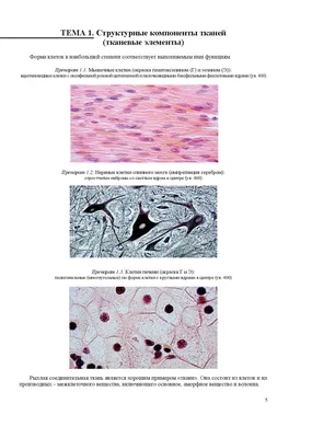 Ответы Гистология препараты: Гистология бесплатно 297632 - СтудИзба