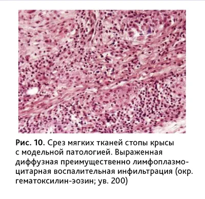 Обучающиеся Предуниверсария изучили гистологические препараты