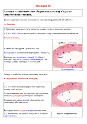 Гистология, цитология и эмбриология: атлас учебных препаратов  (ID#1400303361), цена: 350 ₴, купить на Prom.ua