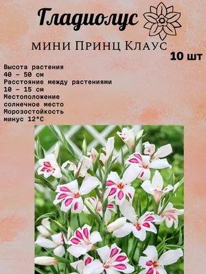 Луковицы гладиолусов Динамит (Dinamite) (50шт) 1шт (ID#911436100), цена:  6.65 ₴, купить на Prom.ua