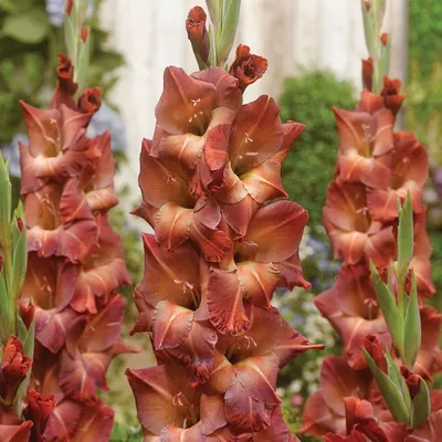 Baltus Gladiolus Shaka Zulu Gladiolen bloembollen per 7 stuks | bol
