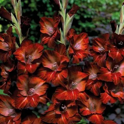 Цветы гладиолусы: виды и сорта