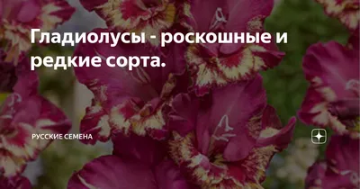 Как выглядят гладиолусы, виды и сорта, посадка и уход, хранение в вазе