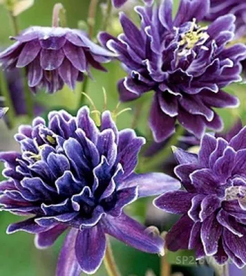 Цветы гладиолусы: виды и сорта