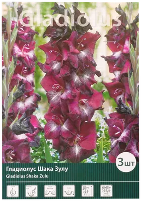Гладиолус крупноцветковый «Шака Зулу» - купить по выгодной цене на  KALOMBO.RU