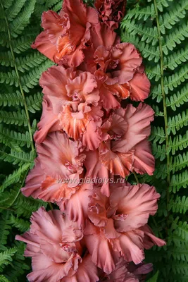 Гладиолусы дымчатые и коричневые - Гладиолусы из сада Терновой