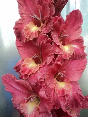 Гладиолус - «Роскошные цветы для букетов. Гладиолусы нежные и яркие.  Тонкости посадки, ухода, хранения. Разнообразие сортов и окрасок.» | отзывы