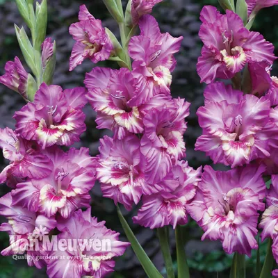 Gladiolus 'Tango' | Van Meuwen