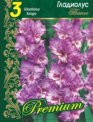 Гладиолус Танго 1 уп. (3 шт.). - купить в интернет-магазине «Агросемфонд» с  доставкой Почтой России