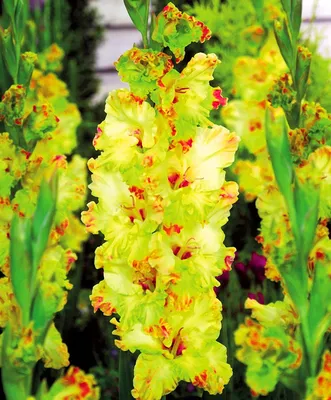 Lovely Gladiolus Bulbs for Sale Online | Very Berry Collection – Easy To  Grow Bulbs