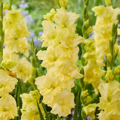 Last Tango\" | Beautiful flowers, Cut flower garden, Gladiolus flower