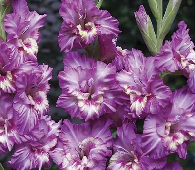 GLADIOLUS