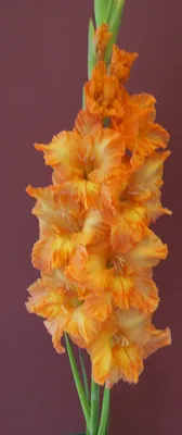 Priscilla - Gladiolus - Tulips With A Difference