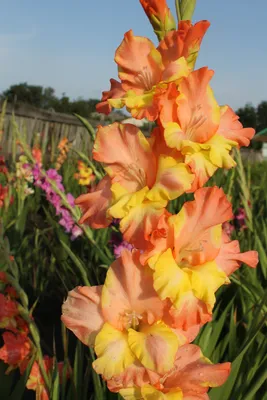 British Gladiolus Society