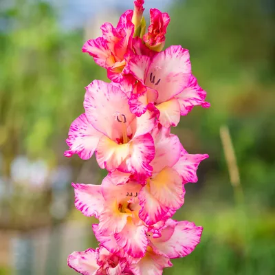 A Vibrant Bouquet: 100 Stunning Orange Flowers and Their Names | Writers