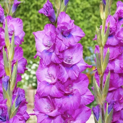 Zamora - Gladiolus - Tulips With A Difference