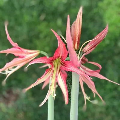 MIECZYK egzotyczny - gladiolus - TANGO - 5 szt - duży wybór