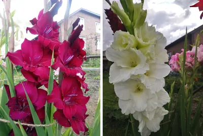 Купить гладиолус смесь сортов (gladioli mixed colours), 50 шт (разбор  10/12) по цене 910 руб. в интернет магазине \"Первые Семена\"