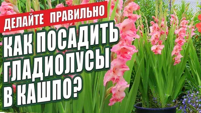 Гладиолусы в горшках: меня убеждают в том, что они ужасны, а я все равно  буду так сажать | Грабельки мои! | Дзен