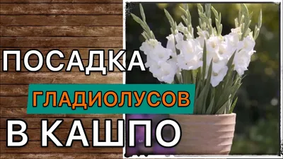 Гладиолусы в горшках и вазонах на улице: посадка и уход, можно ли, как и |  сад | Постила