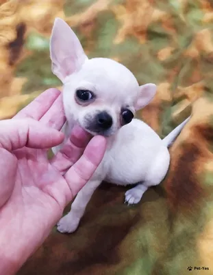 Маленький шоколадный щенок чихуахуа. Беби фейс. РКФ чихуахуа гладкошерстный,  , Продажа Собак Краснодар.
