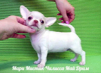 Щенок Чихуахуа гладкошерстный 6 месяцев, 20 дней купить Москва | Pet-Yes