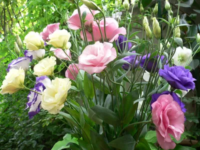 Цветы эустома в саду - 79 фото