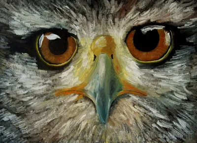 Бесплатные Глаз орла стоковые фотографии | FreeImages