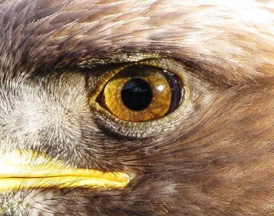 глаз орла стоковое изображение. изображение насчитывающей глаз - 18914047