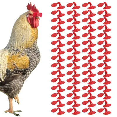 Бесплатное изображение: клюв, курица, крупным планом, глаз, ресницы, птицы,  деревня, животное, природа, птица