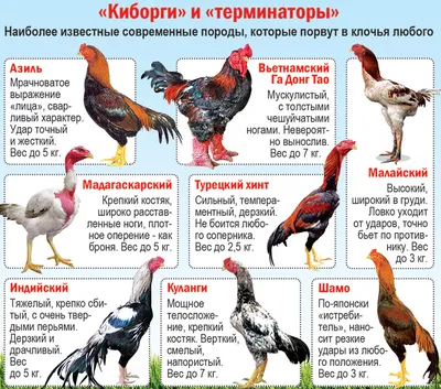 Интересные факты про петухов - Городская ферма