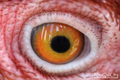 Петух, глядя в камере.. Глаз петуха макротипа. Глаз курицу Стоковое  Изображение - изображение насчитывающей кокерспаниель, ся: 181390253