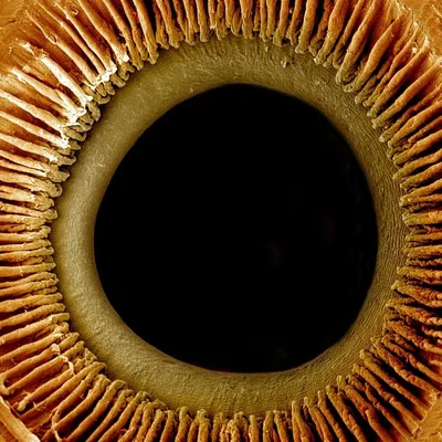 Глаз под микроскопом фото фото