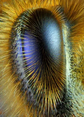 Под микроскопом | Macro photography, Beautiful bugs, Bee