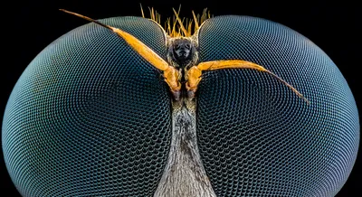 Глаза осы под микроскопом | Пикабу