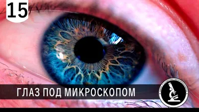 ГЛАЗ ПОД МИКРОСКОПОМ - EYE UNDER MICROSCOPE - YouTube