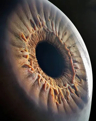 человеческий глаз под микроскопом, удивительное зрелище