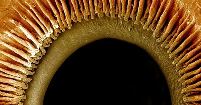 Глаз под микроскопом | Пикабу