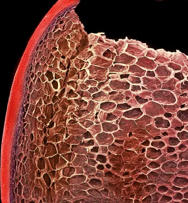 Весьма увеличение - сложный глаз на микроскопе, мухы увеличение 50x  Стоковое Изображение - изображение насчитывающей жизнь, цветасто: 143419603