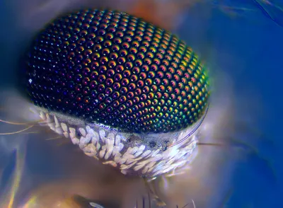 Глаз обычного комарика под микроскопом | Пикабу
